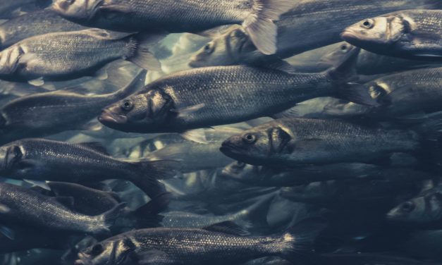 Grayscale Bitcoin Trust unter US-Unternehmen immer beliebter