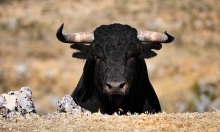 100.000 US-Dollar je Bitcoin – geht es nach Tom Lee, ist es bald soweit