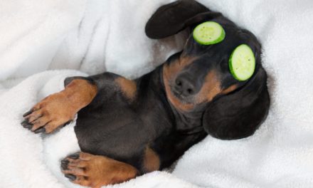 Bitcoin Limit Order: Stressfrei durch den Bullen-Markt