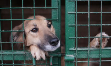 DOGE-nations: US-Tierschützer akzeptieren Krypto-Spenden