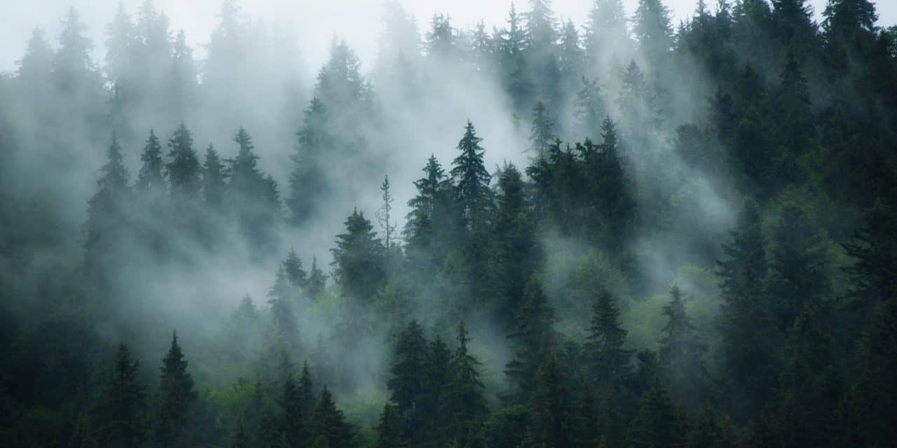 Bitcoins-Konsolidierung sorgt bei den Altcoins für ein gemischtes Bild