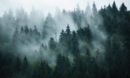 Bitcoins-Konsolidierung sorgt bei den Altcoins für ein gemischtes Bild