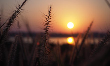 Bullenstimmung im Krypto-Land: Bitcoin und Co. im Aufwärtstrend