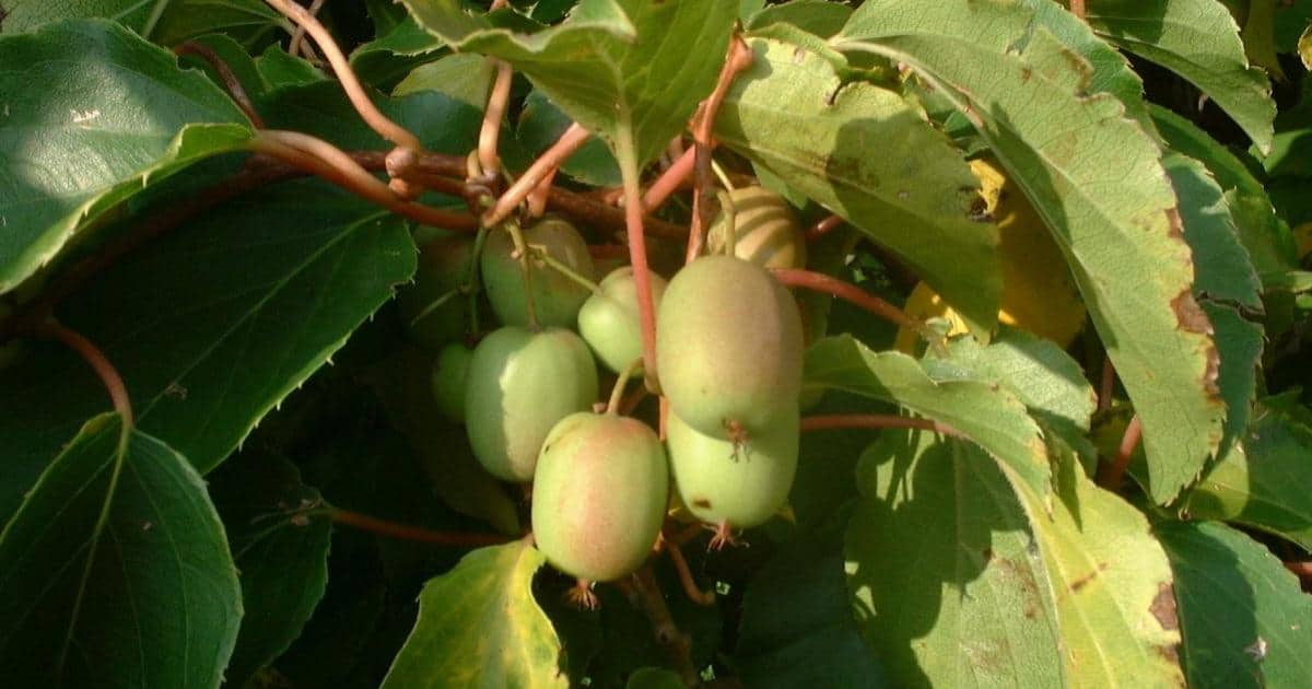 Bio-Bauern fürchten um künftige Förderungen