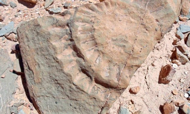 Erstmals Fund von 160 Millionen Jahre altem Flugsaurier in Chile