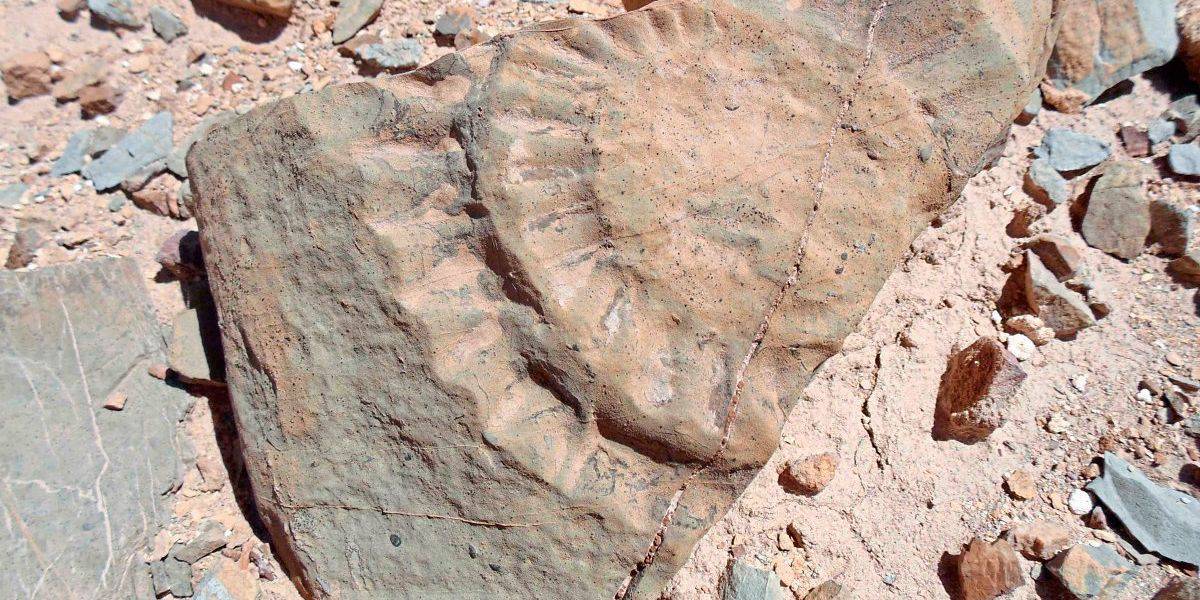 Erstmals Fund von 160 Millionen Jahre altem Flugsaurier in Chile
