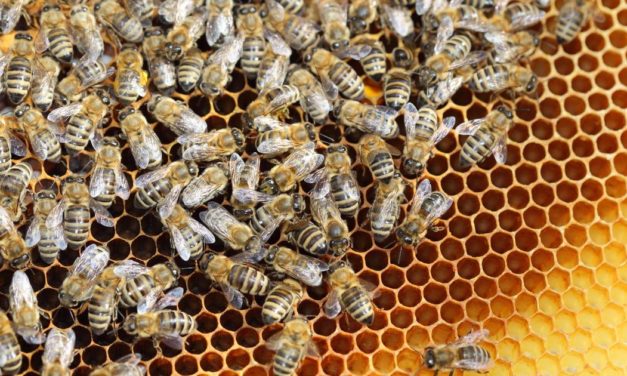 Zu kalt für die Bienen: Italien droht „Honigkrise“