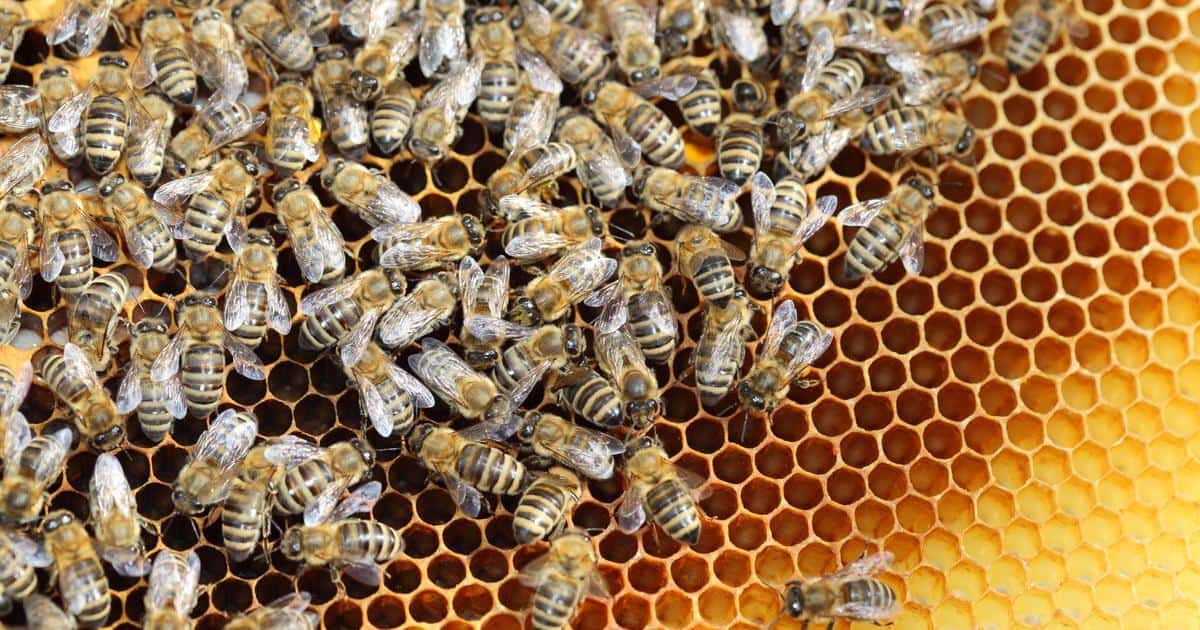 Zu kalt für die Bienen: Italien droht „Honigkrise“