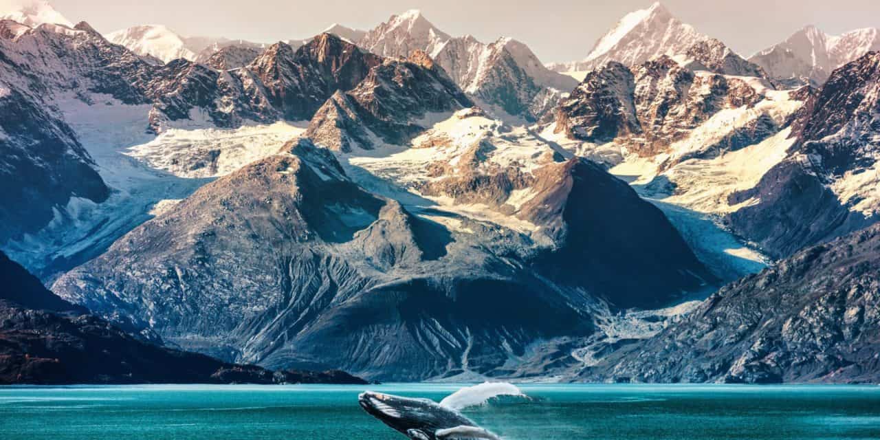 On-Chain-Analysen: Wale gehen long auf Bitcoin