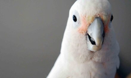 Warum Kakadus so rasch lernen, Gewichte zu unterscheiden