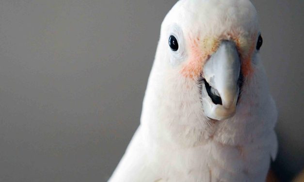 Warum Kakadus so rasch lernen, Gewichte zu unterscheiden