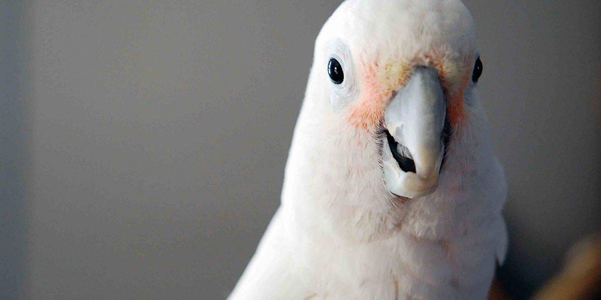 Warum Kakadus so rasch lernen, Gewichte zu unterscheiden