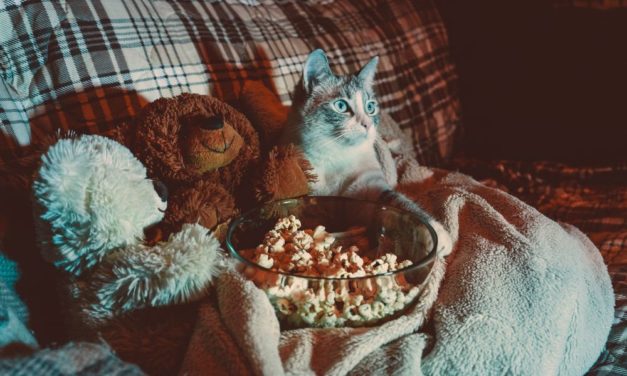 Katzensounds, Kino und Korruption: Skurrile Forschung ausgezeichnet