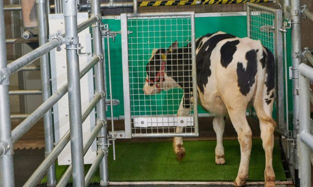Forscher brachten Kühen bei, die Toilette zu benutzen