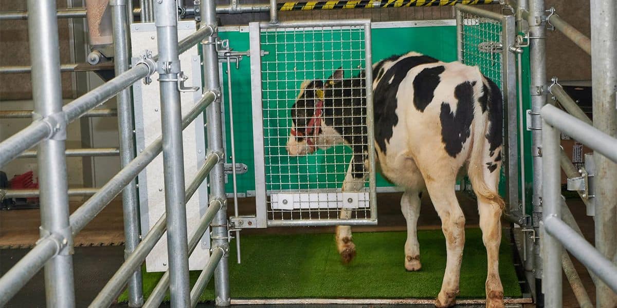 Forscher brachten Kühen bei, die Toilette zu benutzen