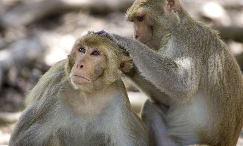Mäuse sind im Gehirn besser verknüpft als Makaken