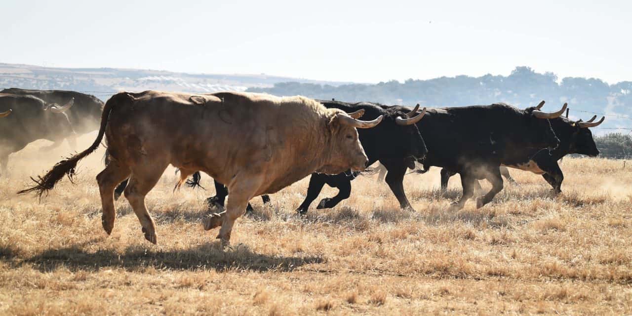 Die Bitcoin-Bullen nehmen erneut Anlauf in Richtung 50.000 US-Dollar
