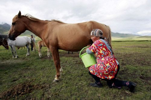 Nomadische Völker stärkten sich mit Tiermilch