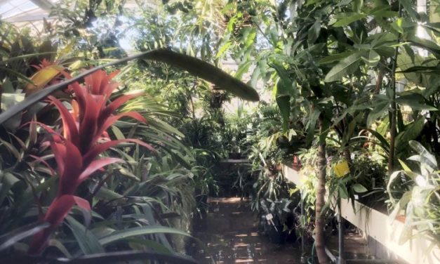 Forschungsteam enthüllt, wie LSD das Gehirn verändert