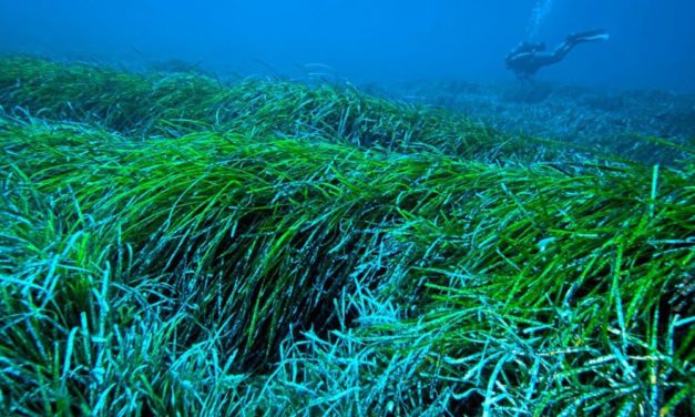Mit Seegras, Robotern und Bakterien auf Plastikjagd
