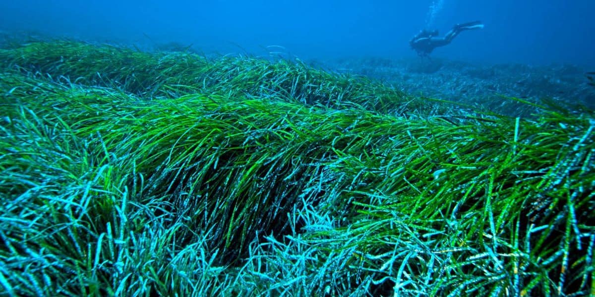 Mit Seegras, Robotern und Bakterien auf Plastikjagd