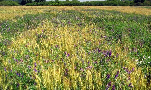 Biolandwirtschaft ist trotz geringerer Erträge wirtschaftlicher als konventioneller Anbau