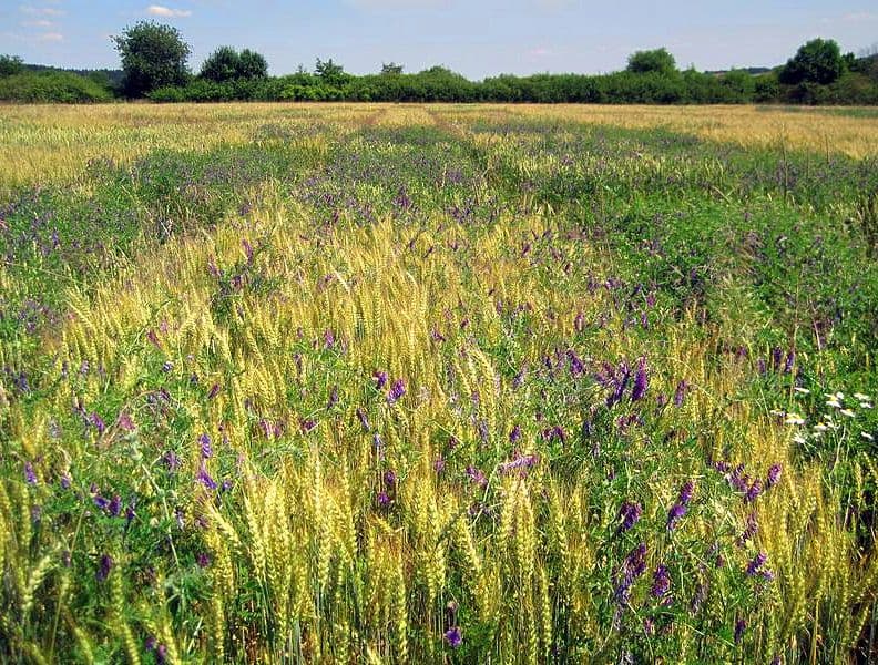 Biolandwirtschaft ist trotz geringerer Erträge wirtschaftlicher als konventioneller Anbau