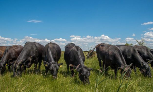 Das Rindvieh als Landschaftsgärtner