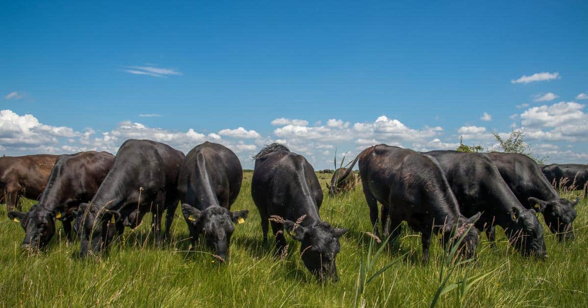 Das Rindvieh als Landschaftsgärtner