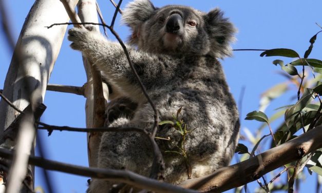 Koalas laut Studie immer stärker bedroht