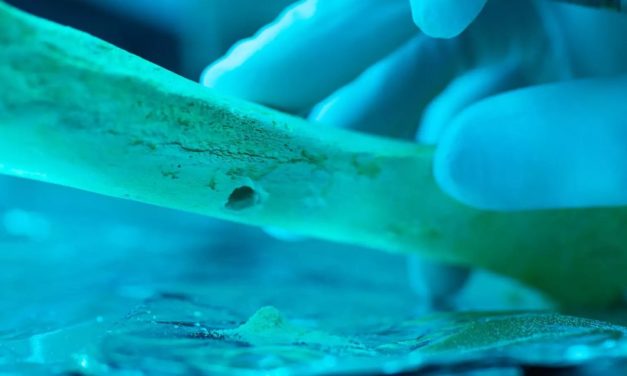 Prähistorisches Paarungsverhalten: Selten Sex unter Verwandten