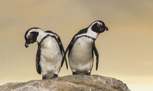 Bienenschwarm könnte 63 Brillenpinguine getötet haben