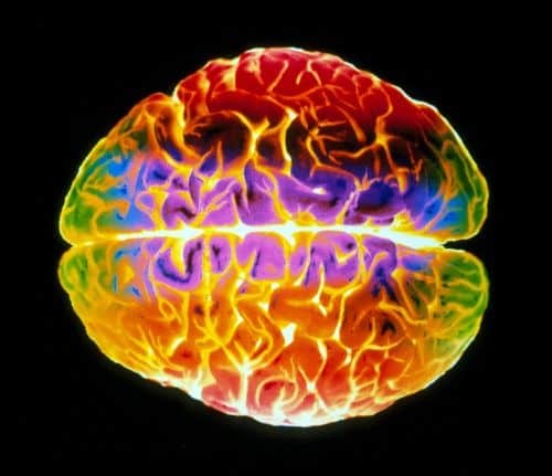 Wie wir echtes Leid von simuliertem Schmerz unterscheiden