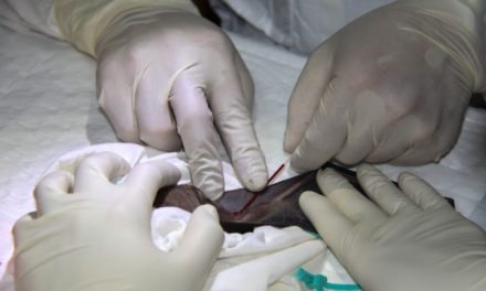 Forscher entdecken Coronavirus, das Sars-CoV-2 bisher am ähnlichsten ist