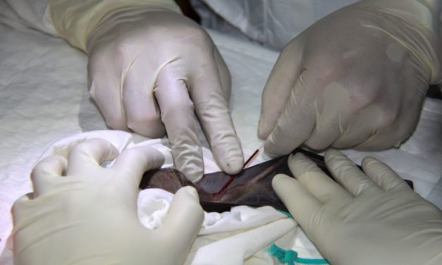 Forscher entdecken Coronavirus, das Sars-CoV-2 bisher am ähnlichsten ist