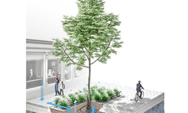 Die Wiener Seestadt wird zur Schwammstadt