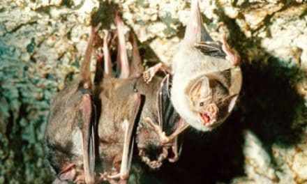 Vampirfledermäuse stillen Blutdurst lieber in Gesellschaft