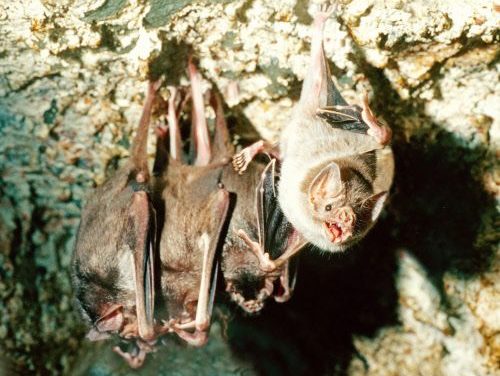 Vampirfledermäuse stillen Blutdurst lieber in Gesellschaft