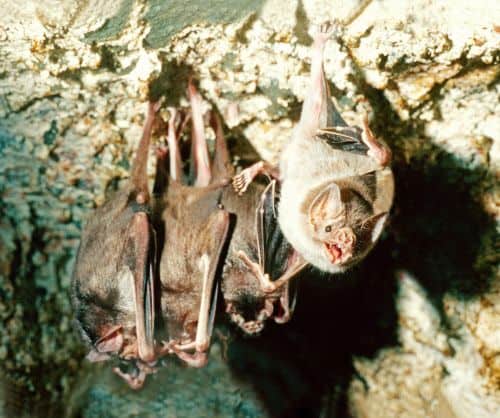 Vampirfledermäuse stillen Blutdurst lieber in Gesellschaft