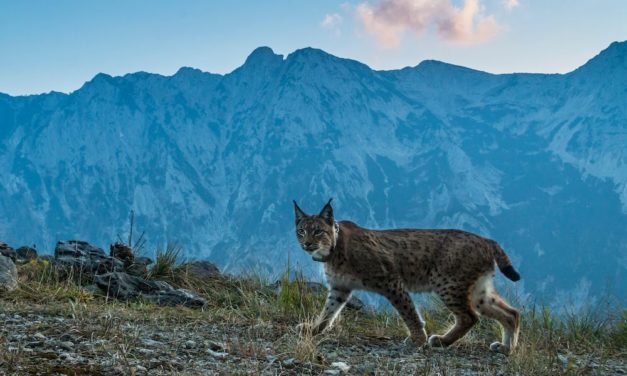 Auf den Spuren der Luchse durch die grüne Wildnis