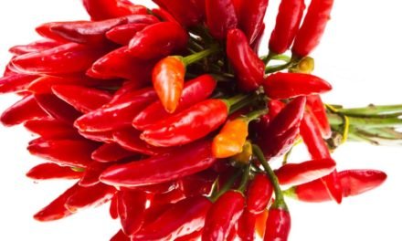 Hinter dem Nobelpreis: Wie wir Wärme und Berührung empfinden