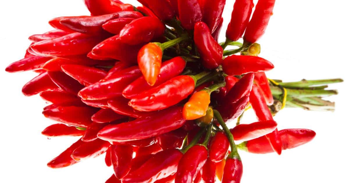 Hinter dem Nobelpreis: Wie wir Wärme und Berührung empfinden