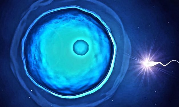 Wie Spermazellen in der Eizelle Einlass finden