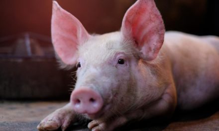 Hunderte Schweine wegen Fachkräftemangel in Großbritannien gekeult