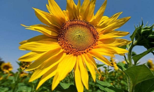 Die Wärme der Sonne optimal anzapfen