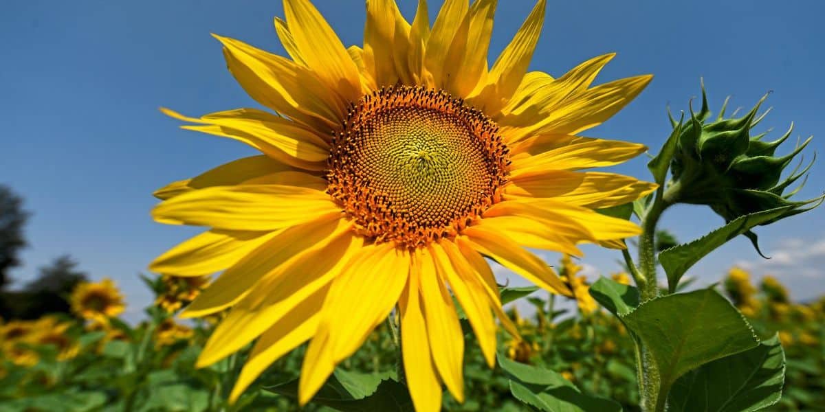 Die Wärme der Sonne optimal anzapfen