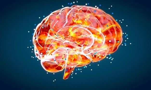 Nervenzellenatlas setzt Meilenstein in Hirnforschung