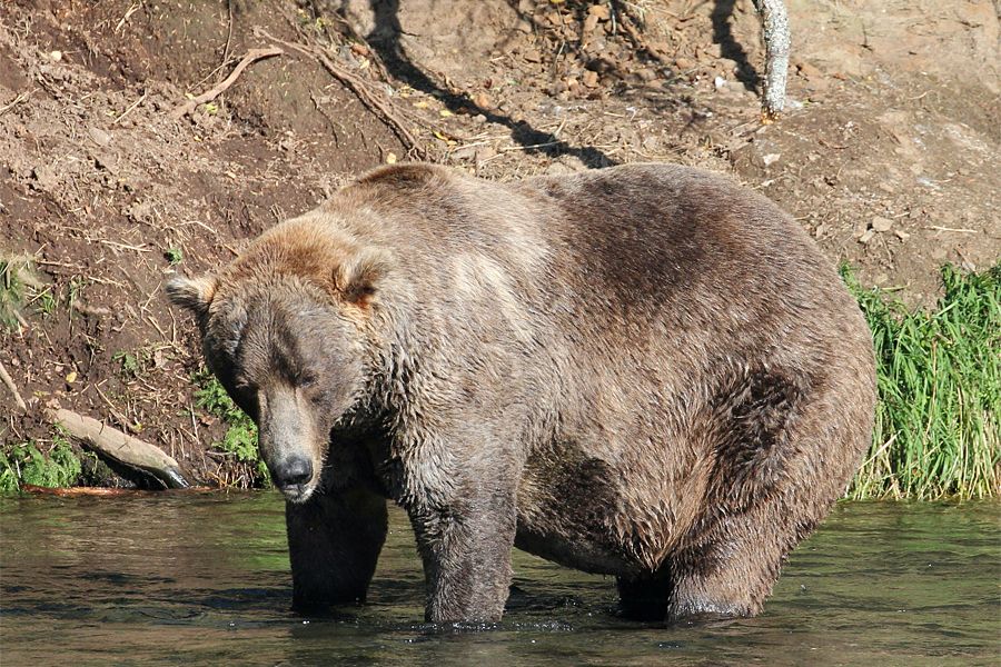 Warum der Sieger des „Fat Bear“-Wettbewerbs keine Herz-Kreislauf-Probleme bekommt