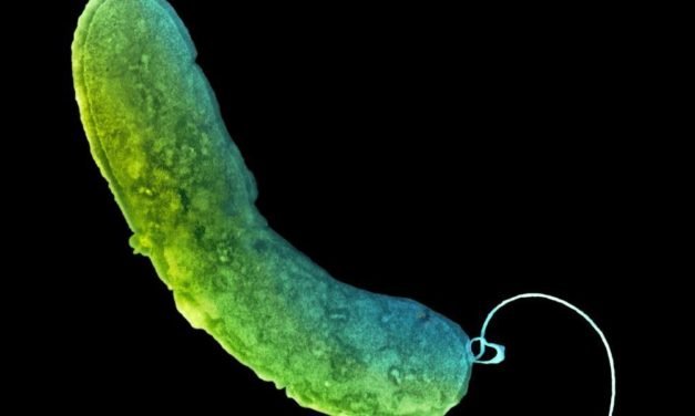 Winzige Lebewesen, die unsere Darmgesundheit beeinflussen