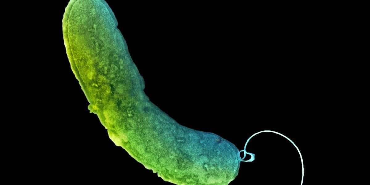 Winzige Lebewesen, die unsere Darmgesundheit beeinflussen